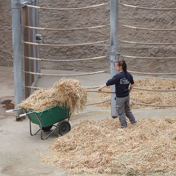 Ein Tierpfleger verteilt Heu in einem Stall.