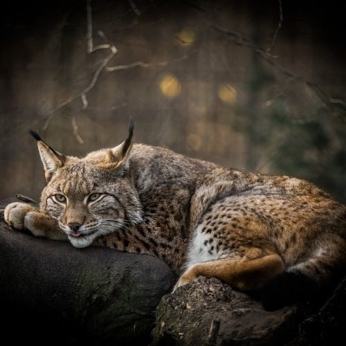 Abendsafari für Familien