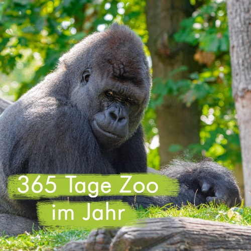 Jahreskarten 1 Jahr