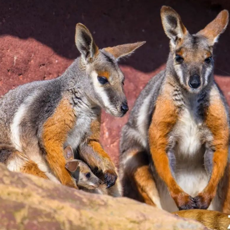 <p>Kindergeburtstag</p> <p>Tierische Topathleten</p>